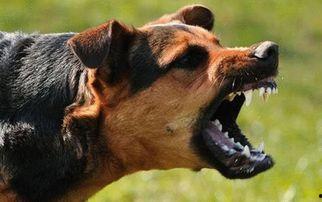 国产原创恶犬视频,揭秘狗狗的另类魅力