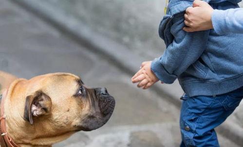 国产原创恶犬视频,揭秘狗狗的另类魅力