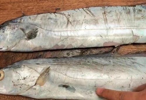 国产最好的带鱼视频,探寻最佳带鱼视频背后的美味传奇