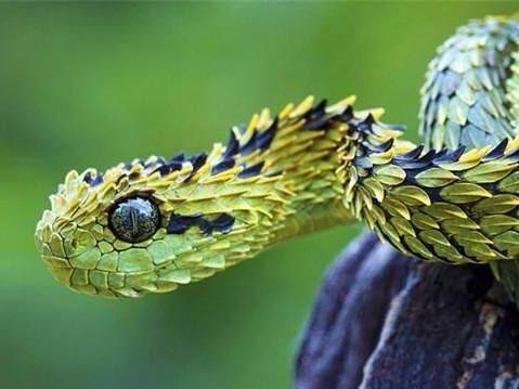 国产蛇怎么驯服的视频,轻松掌握驯养技巧