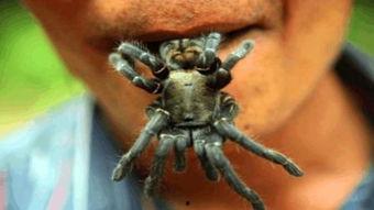 国产红蜘蛛拼装玩具视频,创意无限，乐趣无穷的亲子时光