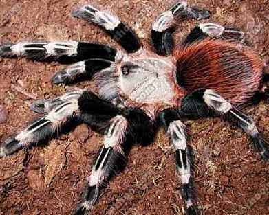 国产红蜘蛛拼装玩具视频,创意无限，乐趣无穷的亲子时光