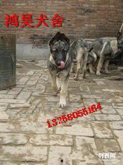 国产犬狼青视频,勇猛忠诚，守护家园的忠诚卫士