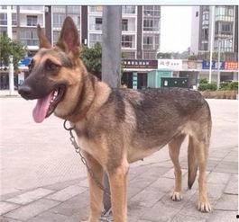 国产犬狼青视频,勇猛忠诚，守护家园的忠诚卫士