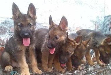 国产犬狼青视频,勇猛忠诚，守护家园的忠诚卫士