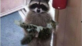 国产浣熊养得熟吗视频