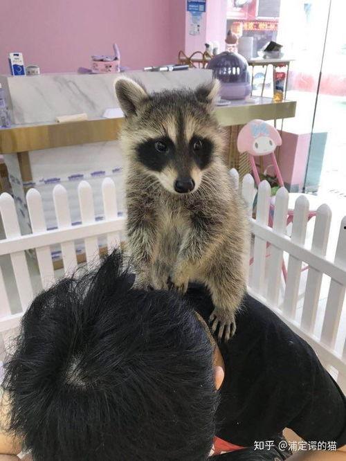 国产浣熊养得熟吗视频