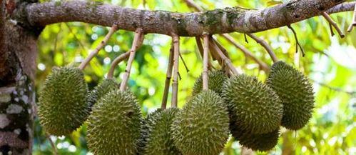 国产榴莲下树视频,甜蜜瞬间尽收眼底