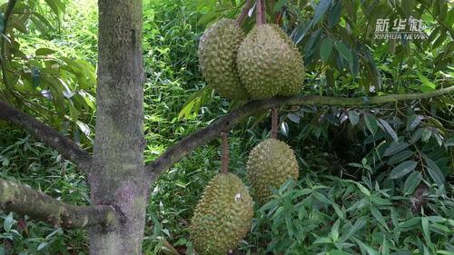 国产榴莲下树视频,甜蜜瞬间尽收眼底