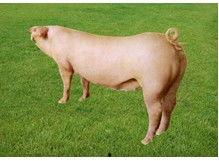 国产种猪长什么样子视频,探寻本土猪种独特魅力