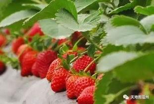 国产精品7m视频草莓看,探寻国产影视的别样魅力