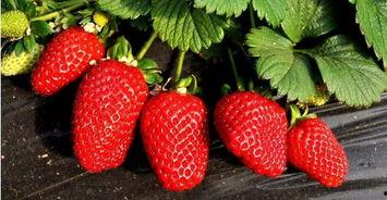 国产精品7m视频草莓看,探寻国产影视的别样魅力