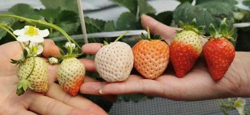 国产精品7m视频草莓看,探寻国产影视的别样魅力